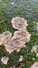 Phlebia radiata