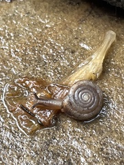 Triodopsis hopetonensis