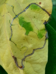 Lyonetia clerkella