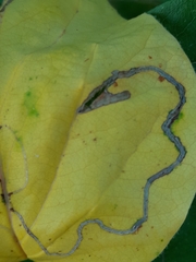 Lyonetia clerkella