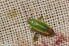 Orthotylus
