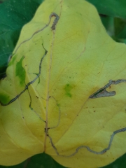 Lyonetia clerkella