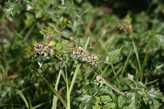 Rubus rigidus