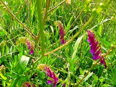 Vicia villosa