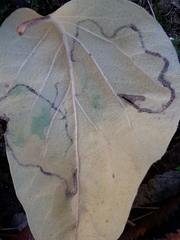 Lyonetia clerkella