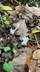 Clavulina rugosa