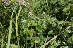 Rubus rigidus