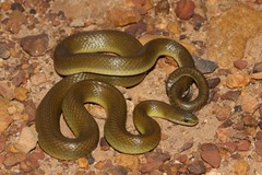 Lamprophis fuscus