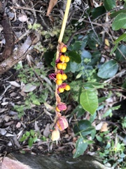 Chasmanthe aethiopica