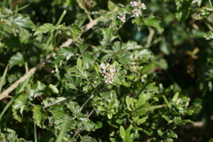 Rubus rigidus