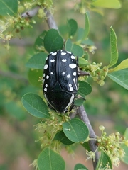 Rhabdotis albinigra