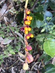 Chasmanthe aethiopica