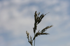 Eragrostis curvula
