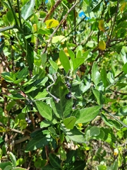 Solanum africanum