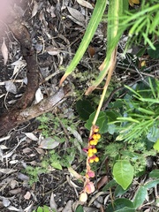 Chasmanthe aethiopica