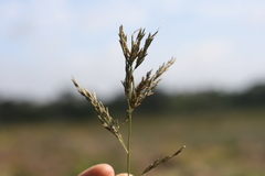 Eragrostis curvula