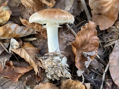 Leucocortinarius bulbiger