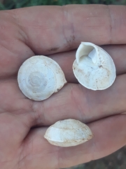 Sphincterochila