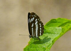 Neptis hylas