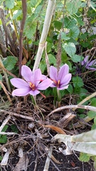 Crocus sativus