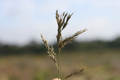 Eragrostis curvula