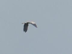Ardea cinerea