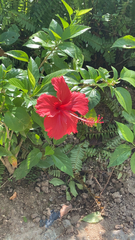 Hibiscus rosa-sinensis