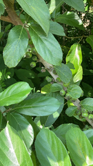 Ficus hispida