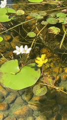Nymphoides indica