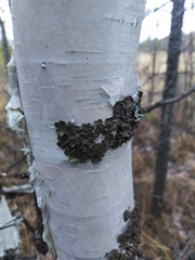 Melanohalea olivacea