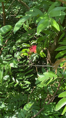 Calliandra haematocephala