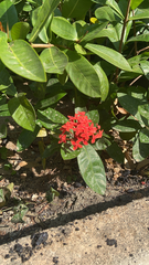 Ixora