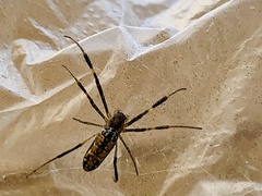 Trichonephila antipodiana