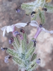 Plumbago europaea image