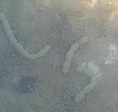 Polydorella