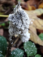 Didymium mucilago