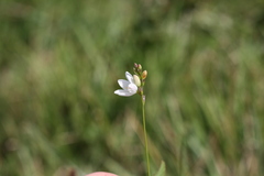 Ixia orientalis