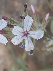 Plumbago europaea image