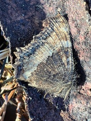 Nymphalis xanthomelas