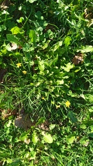 Scorzoneroides autumnalis