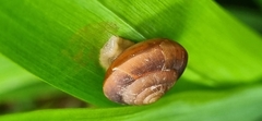Quantula striata