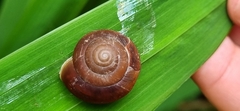 Quantula striata