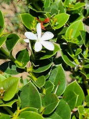Carissa macrocarpa
