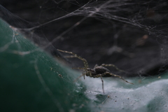 Dendrolycosa