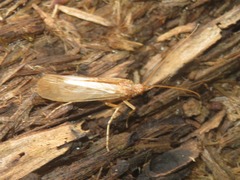 Limnephilus flavicornis