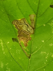 Stigmella speciosa