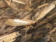 Limnephilus flavicornis