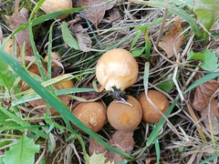 Apioperdon pyriforme