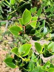 Carissa macrocarpa