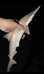 Scoliodon macrorhynchos